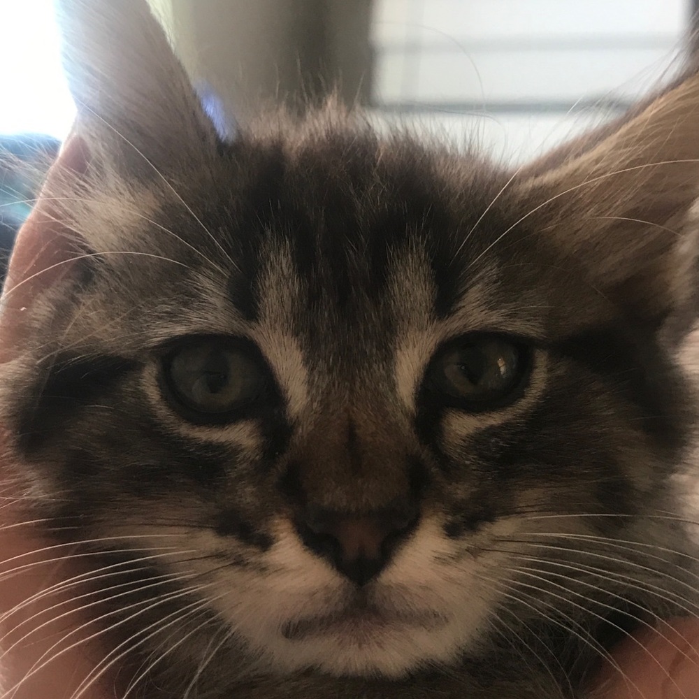Meet your Posher, Ellary